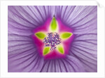 Close-up of purple Lavatera Flower, full frame by Assaf Frank